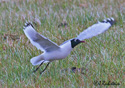 Larus pipixcan